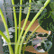 Turtle Shell Bamboo Plant Stem Support Clamp Set For Gardening