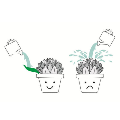 Plant Watering Funnel For Easy Precise Indoor And Outdoor Use