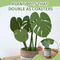 Plant Pots That Double As Coasters For Stylish Indoor Gardening