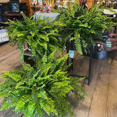 Artificial Boston Fern UV Resistant Lifelike Indoor Outdoor Plant Decor