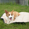 Outdoor Water Resistant Dog Bed Durable Waterproof Comfort