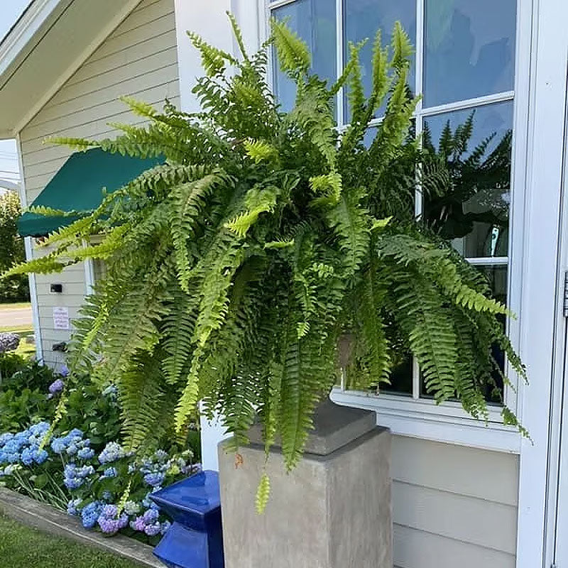 Artificial Boston Fern UV Resistant Lifelike Indoor Outdoor Plant Decor