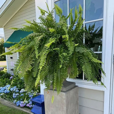 Artificial Boston Fern UV Resistant Lifelike Indoor Outdoor Plant Decor