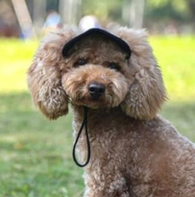 Outdoor Sun Protection Hood For Dogs Lightweight Breathable Pet Gear