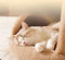 Triangle Pet Tent Bed With Plush Mattress For Dogs And Cats