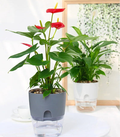 Self-Watering Planter Transparent Dual-Layer Flower Pot With Rope Irrigation