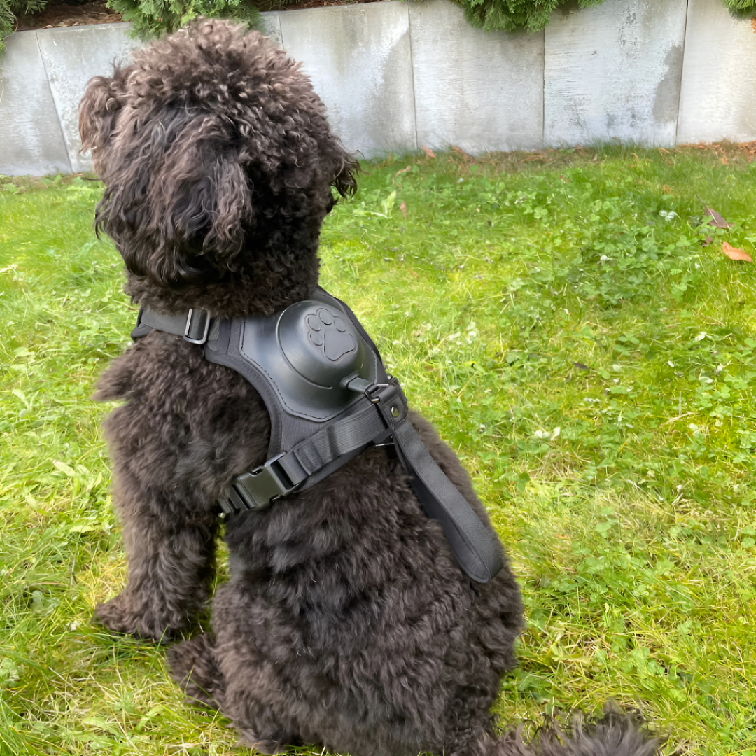 No-pull Dog Harness Adjustable Comfortable Walking Leash Set