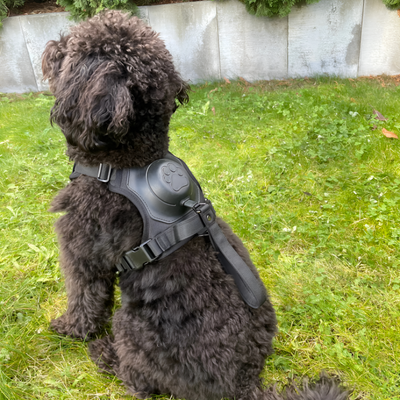 No-pull Dog Harness Adjustable Comfortable Walking Leash Set