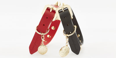 Golden Spike Leather Dog Collar Durable Stylish Black Design