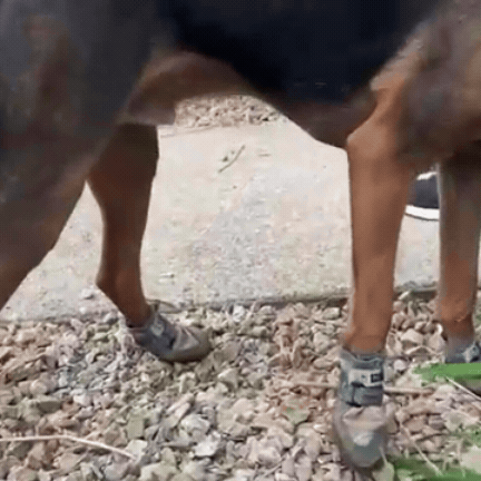 Waterproof Dog Shoes Protectors For Outdoor Paw Safety And Comfort