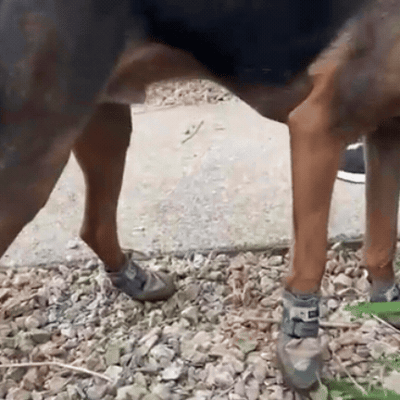 Waterproof Dog Shoes Protectors For Outdoor Paw Safety And Comfort