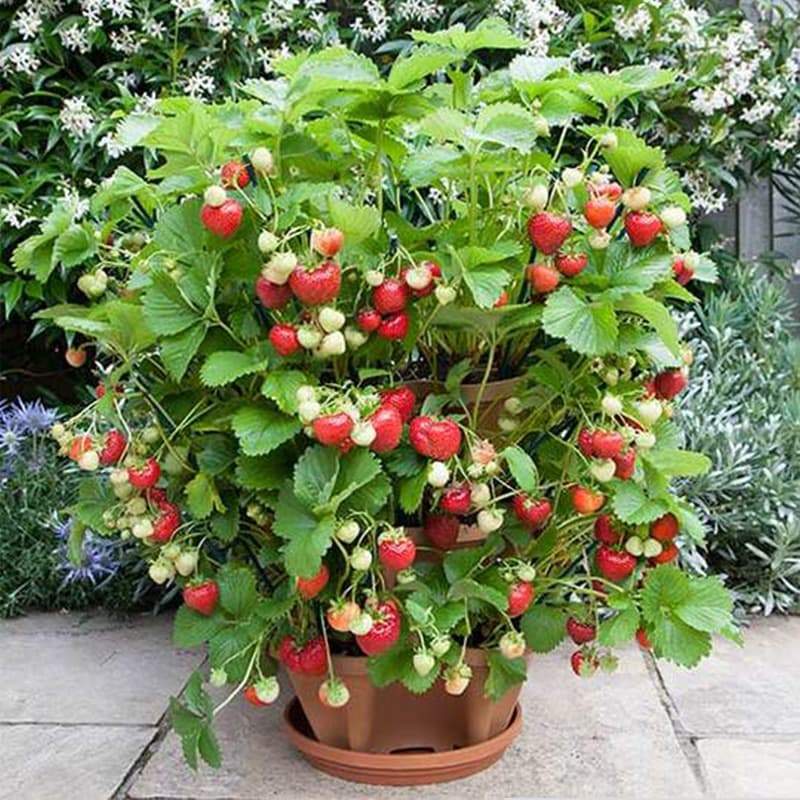 Stackable Strawberry Plant Pots For Easy Vertical Gardening