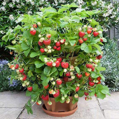 Stackable Strawberry Plant Pots For Easy Vertical Gardening