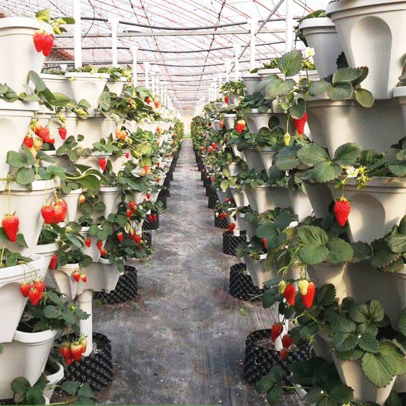 Stackable Strawberry Plant Pots For Easy Vertical Gardening