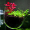 Aquatic Plant Nursery Pot With Suction Cup For Fish Tanks