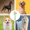 Cat And Dog Hair Remover Brush For Grooming And Tick Removal
