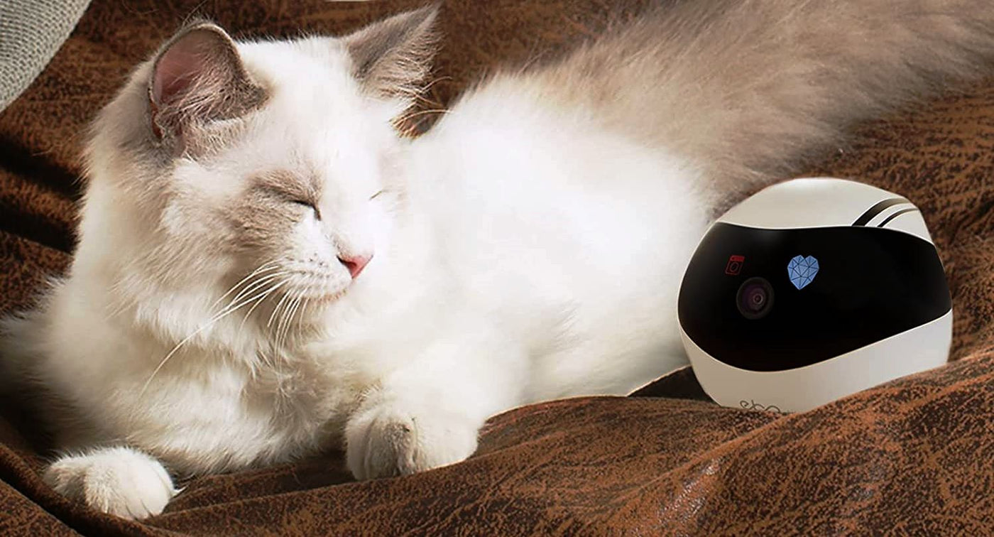 Companion Robot For Interactive Fun With Pets Kids And Adults