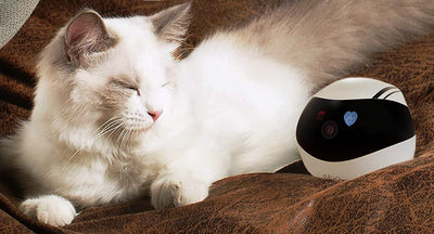 Companion Robot For Interactive Fun With Pets Kids And Adults
