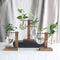 Glass Desktop Planter With Wooden Stand For Stylish Plant Display