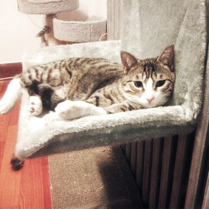 Instant Cat Hanging Bed Hammock Soft Cozy Resting Seat Lounge