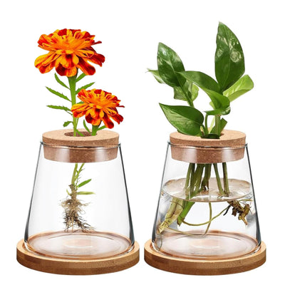 Mini Hydroponic Glass Flower Pot Transparent Stylish Soilless Planter