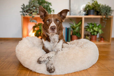 Self Warming Calming Dog Bed For Comfortable Relaxation