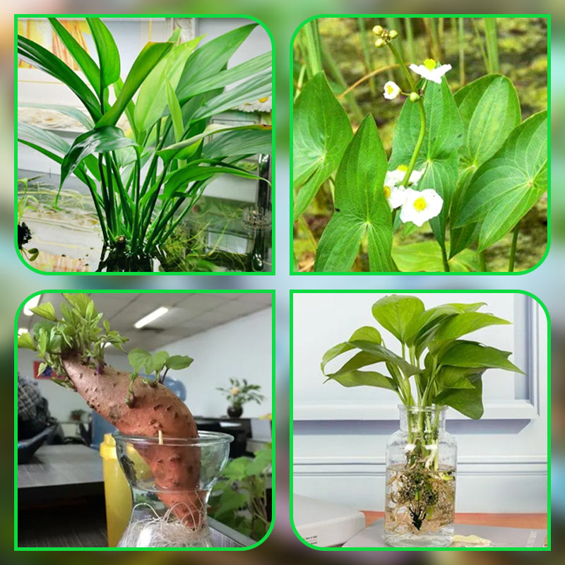 Multi-use Transparent Hydroponic Plant Basket For Growing