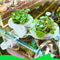Multi-use Transparent Hydroponic Plant Basket For Growing
