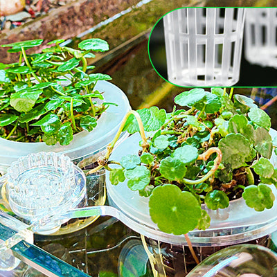 Multi-use Transparent Hydroponic Plant Basket For Growing
