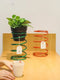 Spring Iron Flower Rack Multicolor Garden Display For Balcony Home