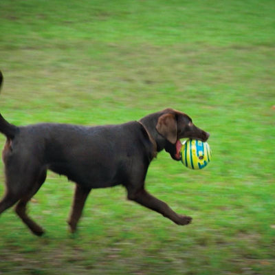 Wobble Wag Interactive Dog Toy With Giggle Glow Sounds